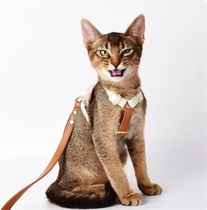 Leather Cat Harness