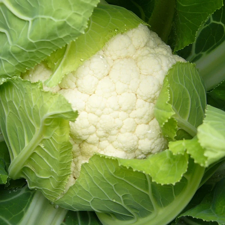 hybrid cauliflower seeds for growing- snow white