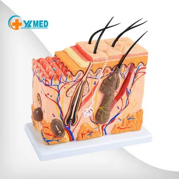 50X Three Dimensional Human Skin Magnified Model Anatomy Biology Teaching Aid Laboratory Supplies - View #5