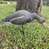 Speckle vientre