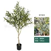 Olivo da 120 cm
