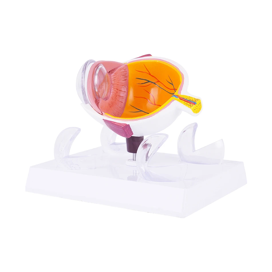 TB-04 Professional Anatomical Eye Model Ophthalmic Training And Demonstration Innovue Opto Brand Abs Material 1 Year Warranty