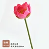 Singolo piccolo rosa loto-rosa