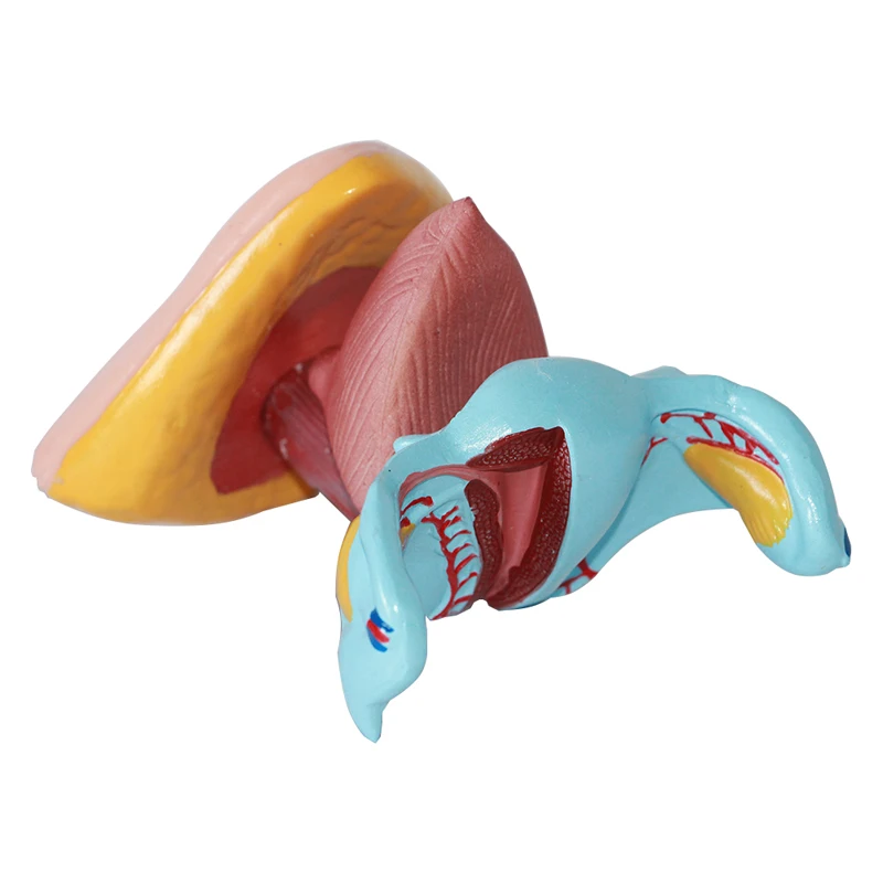 Medical Reproductive System Anatomy Model Female External Genitalia Model for Medical Teaching