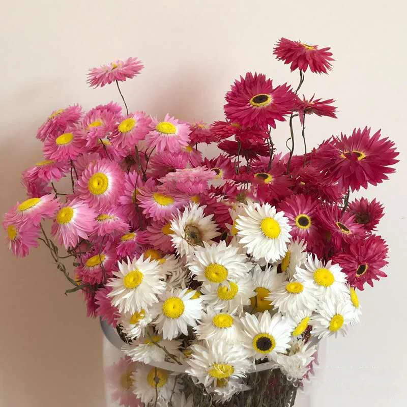ins热销北欧风格简约天然干花蜡菊花卉家居装饰 - buy helichrysum
