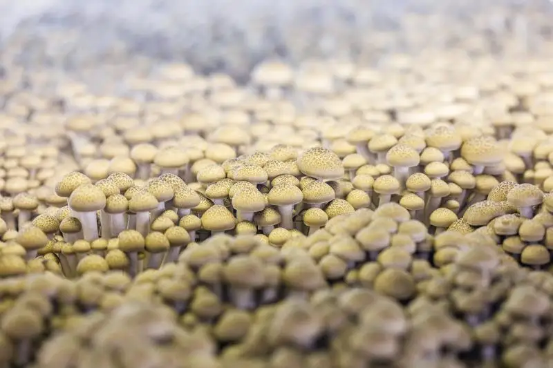 Best Sale Fresh Shimeji 6kgs Buy Shimeji,Mushroom Exporter,Shimeji