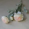 Champagne pink