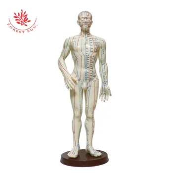50Cm Male Acupuncture Model English Code The Name Is On The Booklet Acupuncture Ponit Training Model