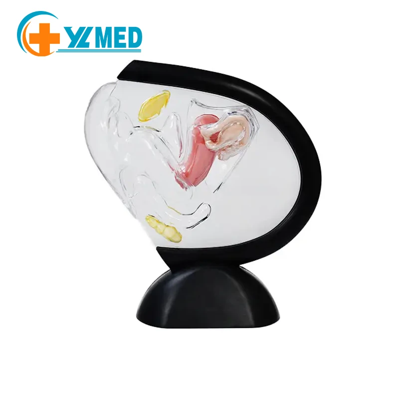 Human Transparent Uterus Anatomical Models Life Size Female Reproductive Teaching Models Human Visible Uterus Learning Models