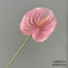 Palm