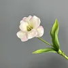 Polvo ligero de tulipán abierto Pu