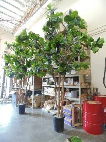 We Did a Commercial Case Fake Tree Decor Business & Office Buildings Artificial 15 Feet Ficus Lyrata Fiddle Leaf Fig Trees