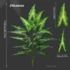 24 piante di Alocasia Salyan giallo-verde