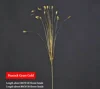 Tagetes patula dorata