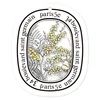 Planta de mimosa