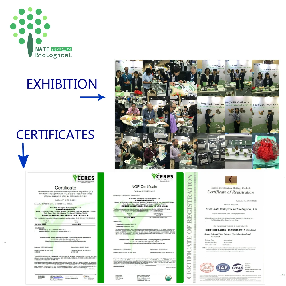 Lacquer Tree Extract Powder Fisetin 98% Powder