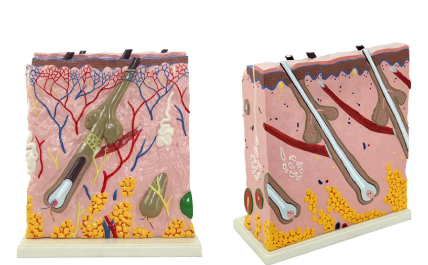 Высококачественная модель кожи усовершенствованная медицинская хирургическая для обучения человеку слой анатомическая