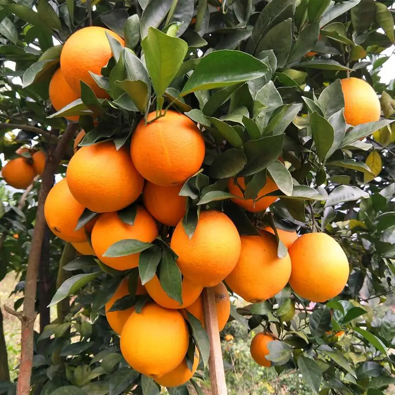 Juicy organic Fresh Orange Fruit Wholesale Valencia Navel Orange