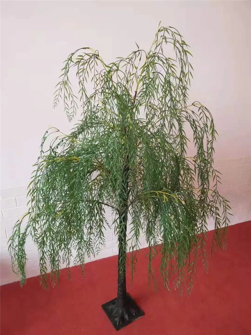 dracaena marginata bush Dracaena Marginata Cane 4