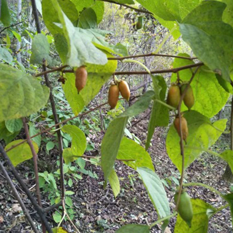 Factory Direct Natural SilverVine Actinidia Polygama Fruit Matatabi Insect  Gall Fruit