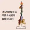 Colonne vertébrale colorée de qualité supérieure de 80 cm avec muscles