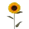 1 testa-28 cm