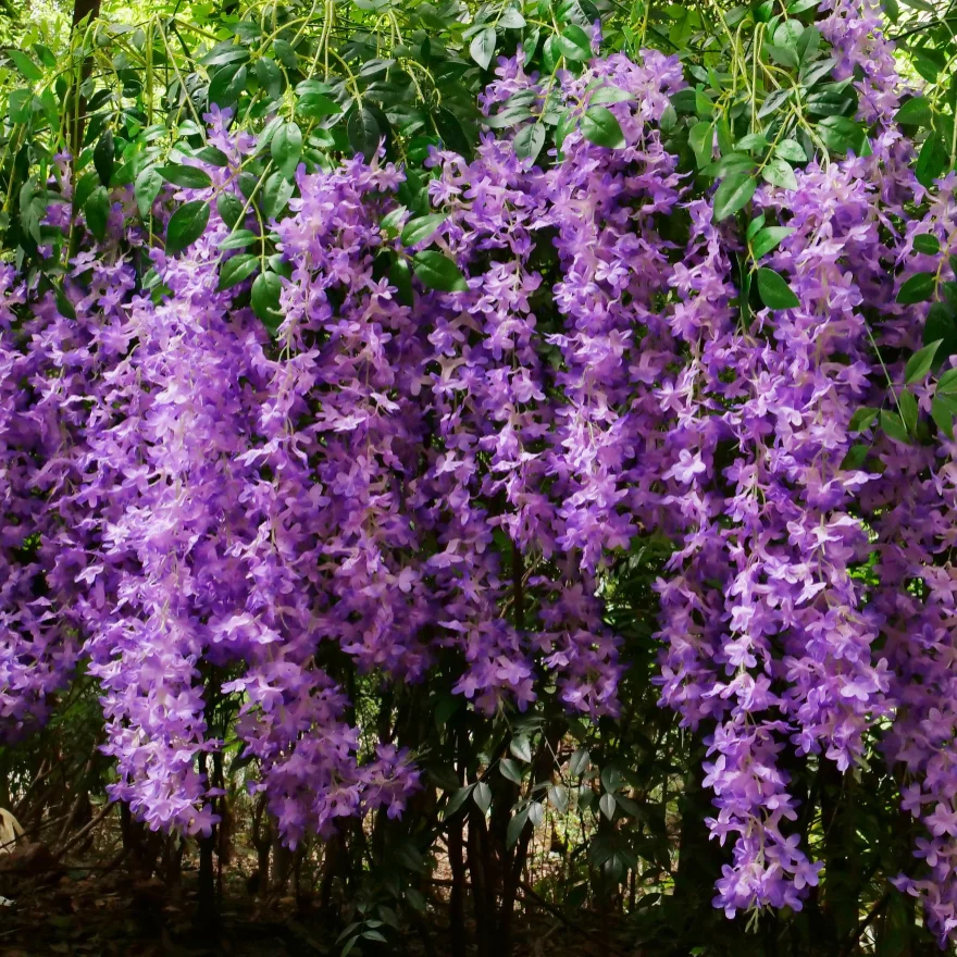 Hot Selling Wisteria Hanging Flowers With For Wedding Roof Ceiling