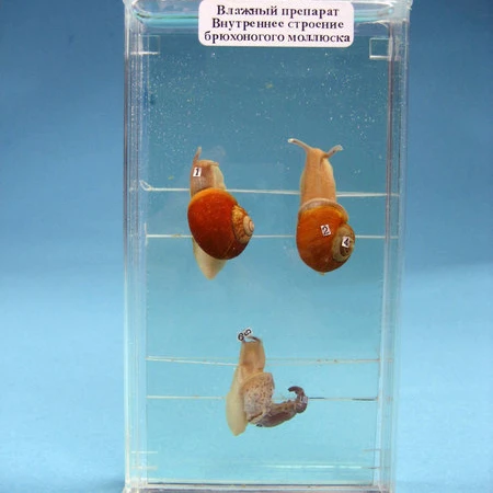 カタツムリモデルの内部構造を教える新しい高品質の生物学 Buy 鉄骨保存標本 内部構造のカタツムリ 食用塩水カタツムリ Product On Alibaba Com