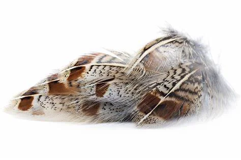 Partridge Pheasant Feathers for Sale  Small  Feathers  Natural