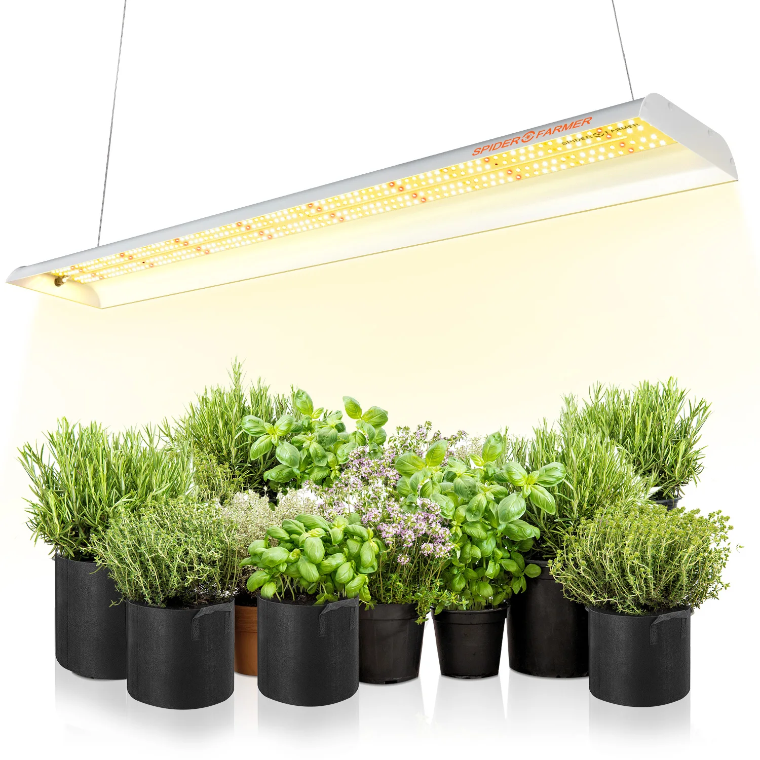 Spider Farmer SF600 - Best LED Grow Lights for Microgreens