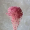 Rosa caldo