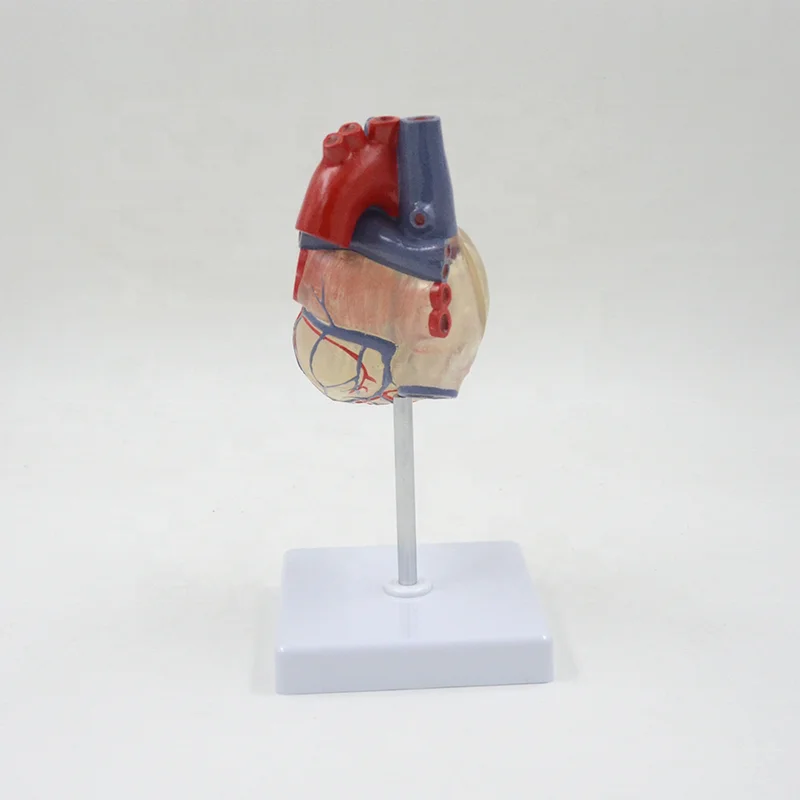 Transparent Human Heart Model