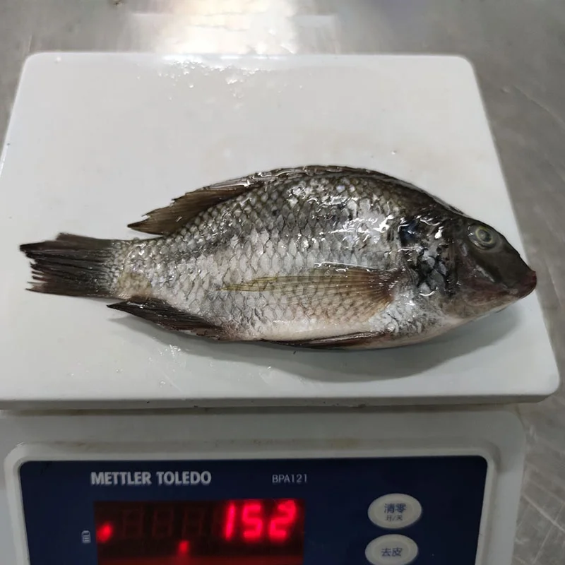 Frozen Seafood Good Quality Gutted Scaled Whole Tilapia Fish Wholesale Price Supplier Crucian Carp Exporter