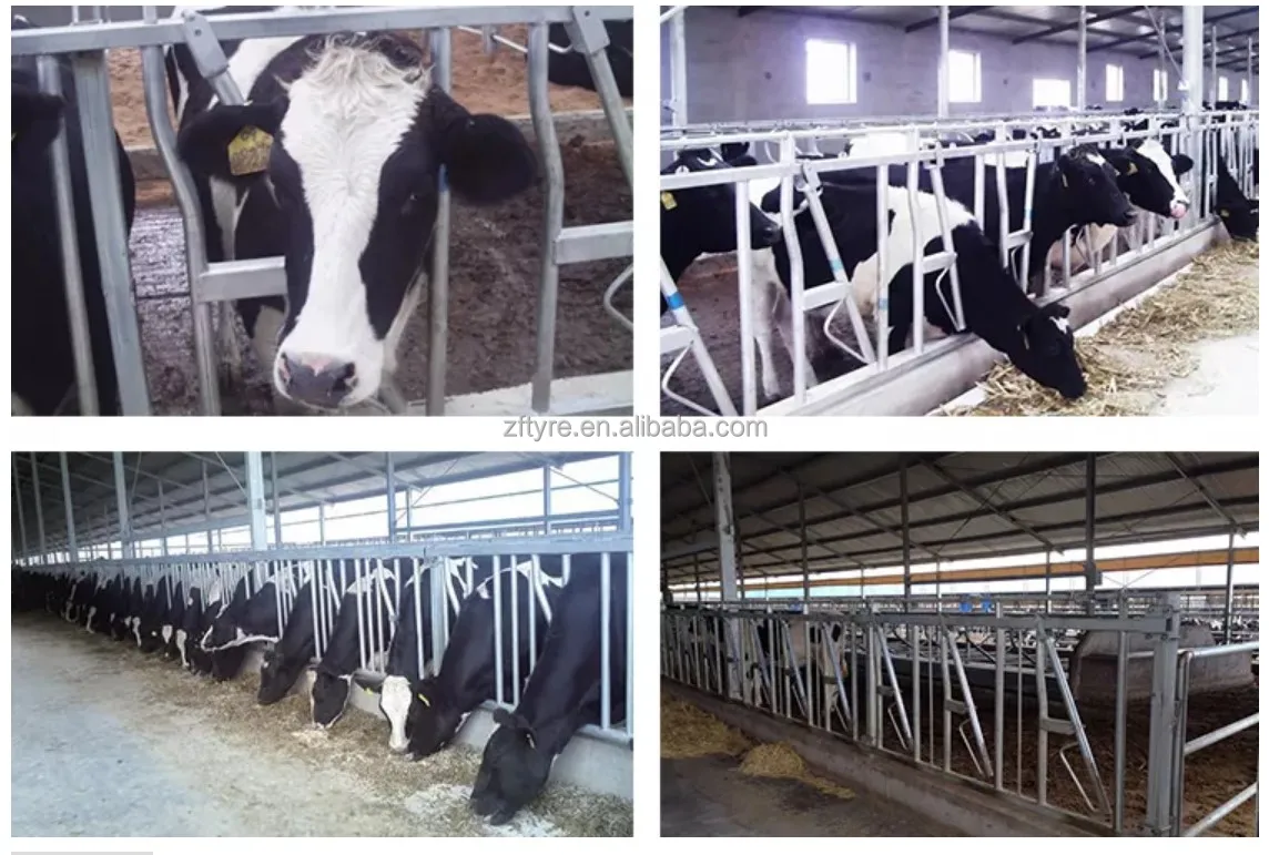 Cow Headlocks For Cattle Headlock System Cattle Feeder Barrier Dairy ...