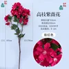 High-branched crape myrtle flowers, rose red