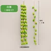 Chinese cabbage [1.5 meters]