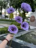 Five Dayu beauties purple