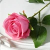 rosa intenso