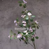 Apricot vine purple