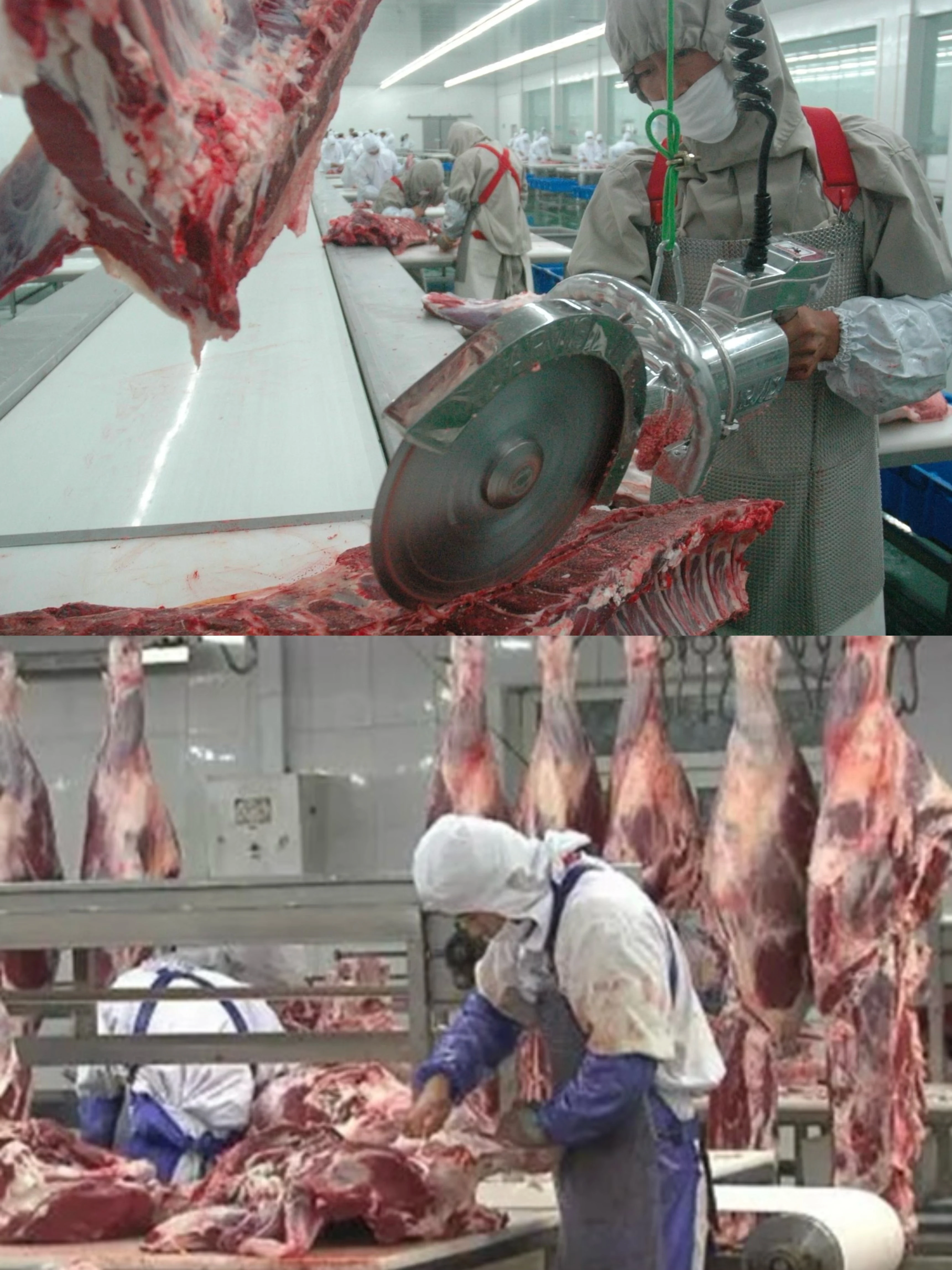 Complete cattle slaughtering line equipment for modern cattle slaughterhouse