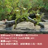 La grenouille et l'oiseau des trois non