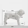 Pitbull bianco