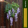 2 branches of purple blue