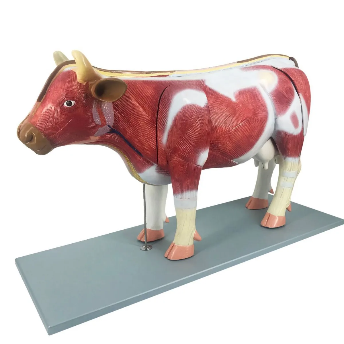 Educational Cow Anatomy 3D PVC Model Medical Anatomic Livestock Skeleton for Acupuncture Free Cow Anatomical Animals Model