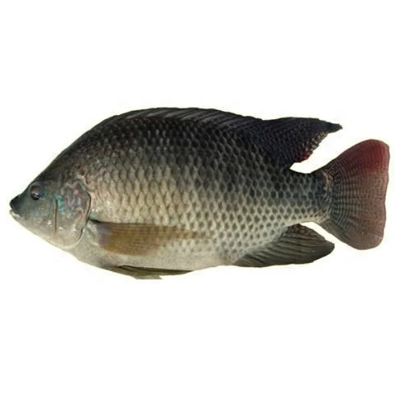 vietnam seafood high quality black tilapia frozen tilapia - buy