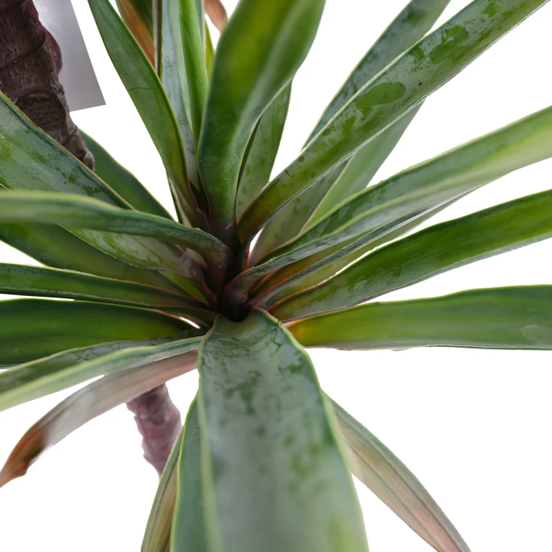 Заводской поставщик оптовая продажа сизаль конопля Агава растения для украшения сада искусственное растение дерево сисалана бонсай