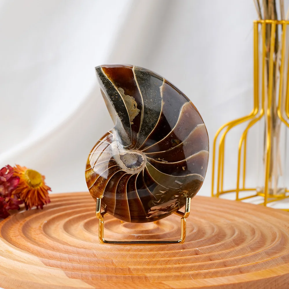 貝標本　カタツムリの化石　肩が張った特美品個体 貝標本 カタツムリの化石 肩が張った特美品個体 カタツムリ展