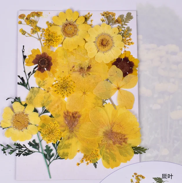 Cheap Diy Mixed Dry Pressed Dried Grass Flower Crafts Art Natura Real Dried Pressed Flowers For Sale Buy Dried Flowers Dried Grass Flower Crafts Flowers For Sale Product On Alibaba Com