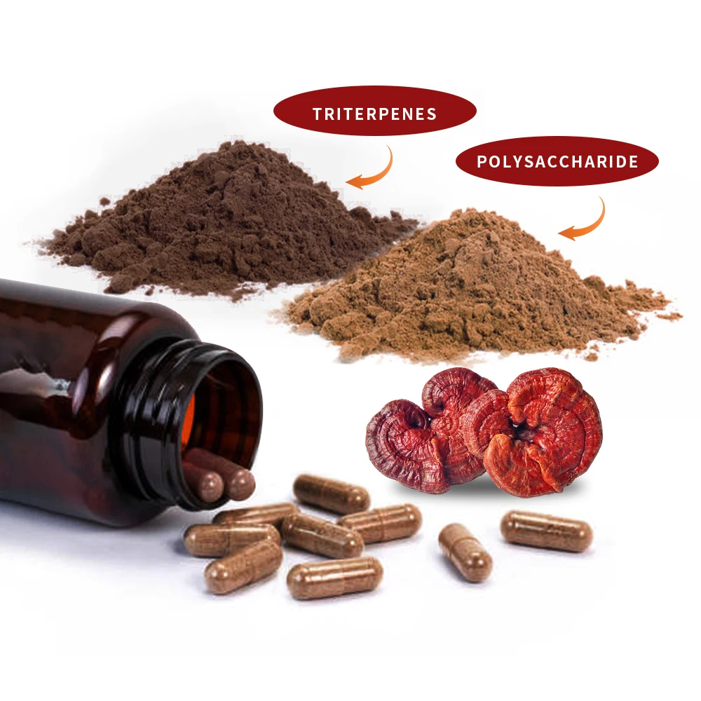 Hebs Capsule Maitake Chaga Lions Mane Reishi Cordyceps Extract Mushroom