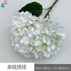 Single Hydrangea WZT White